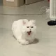 쀼우르