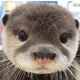 수달