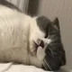 불당동뚱냥쓰