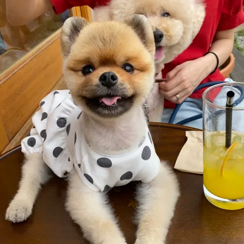 달코미