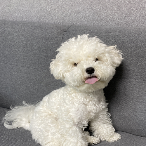 예살이