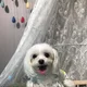 토리공주