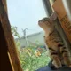 현블리