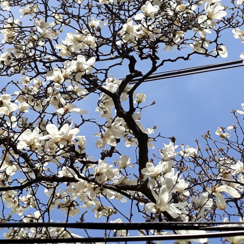 소요