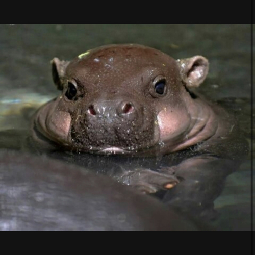 Hippo
