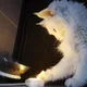미서니