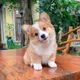 초초