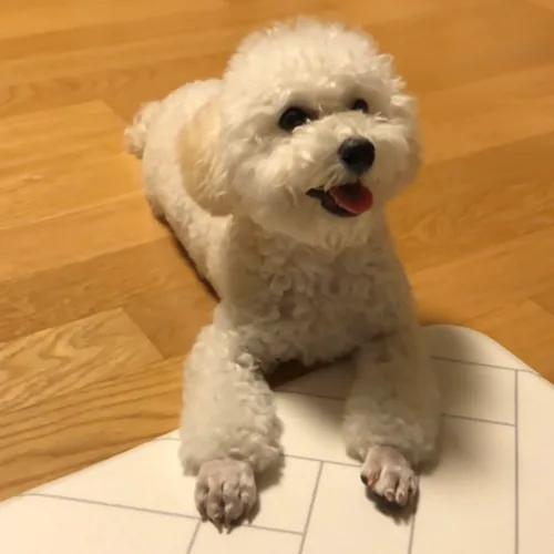 해피니스