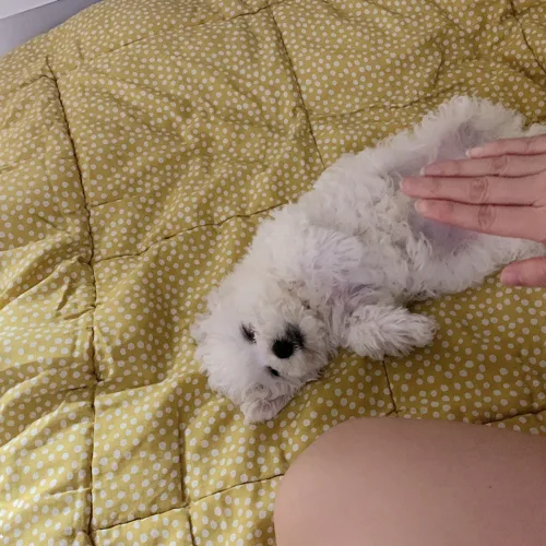 예나
