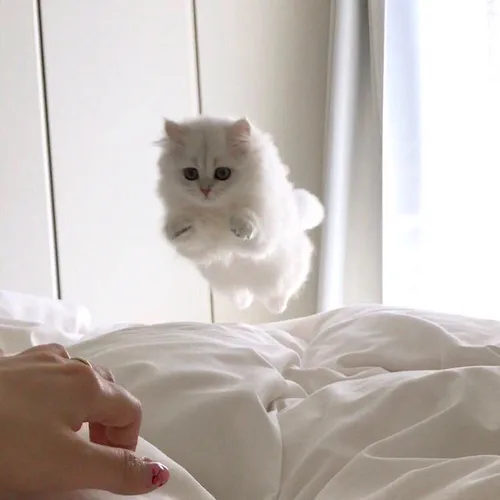 냥냥펀치