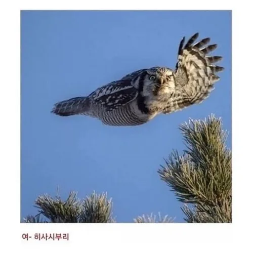 여히