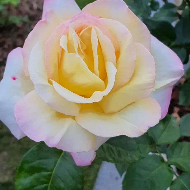 블링지니