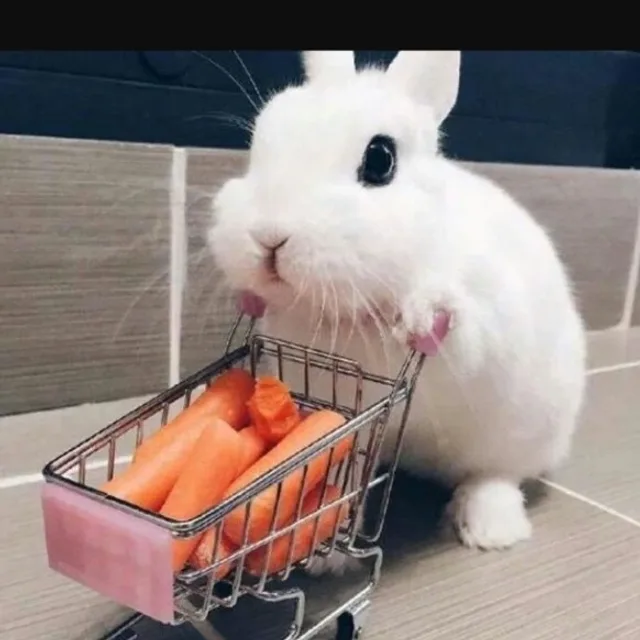 몽이