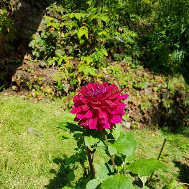 신나게살자요