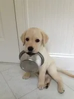 퓨리퓨