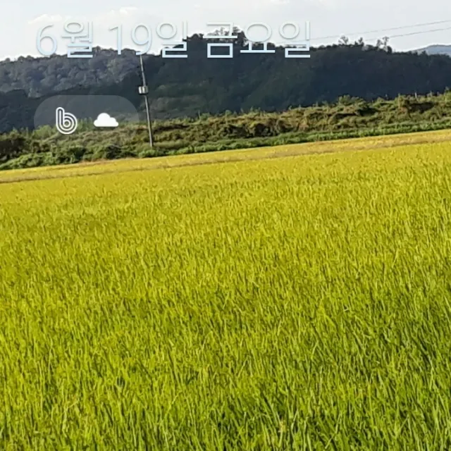 홍자두