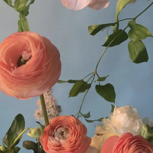 피오니peony