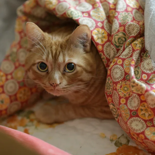 요롤꺼에요