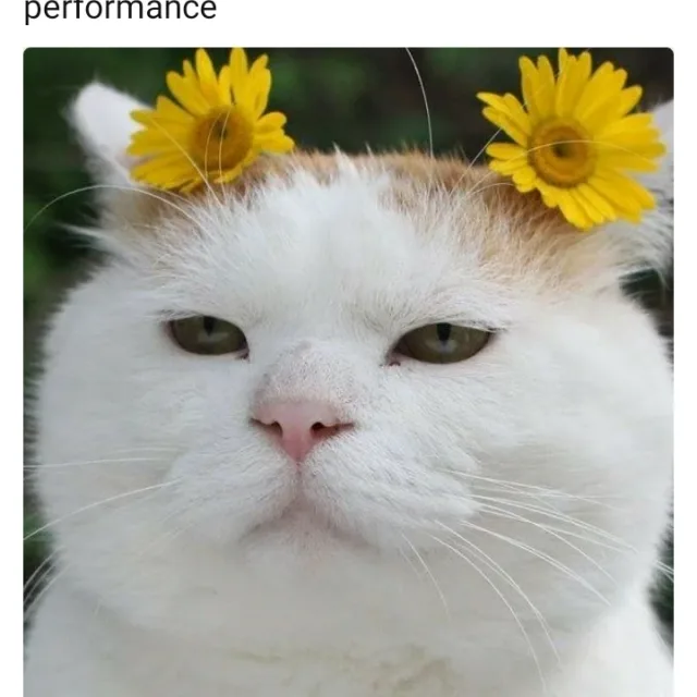 은사시나무