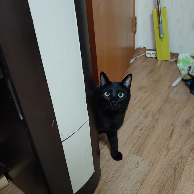 검은고양이