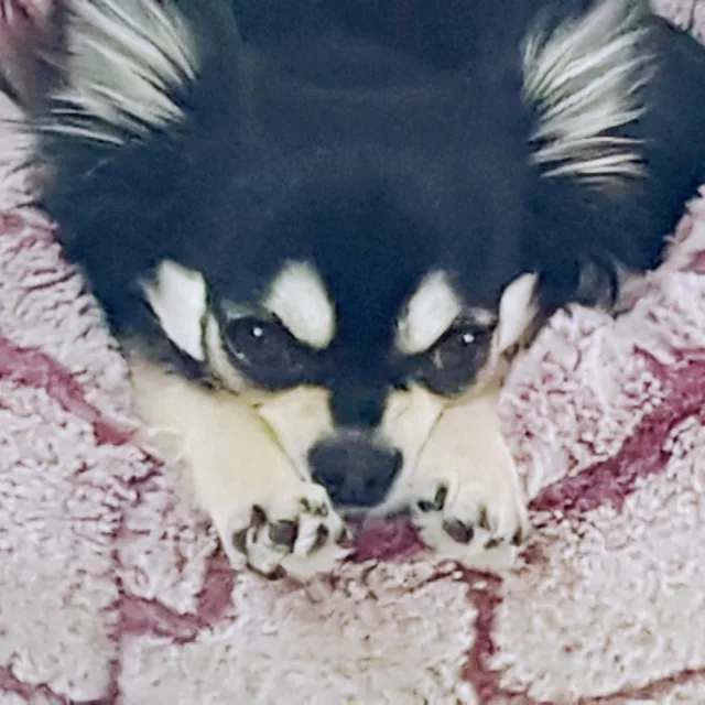 그른가