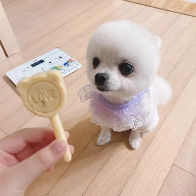 짱똘이