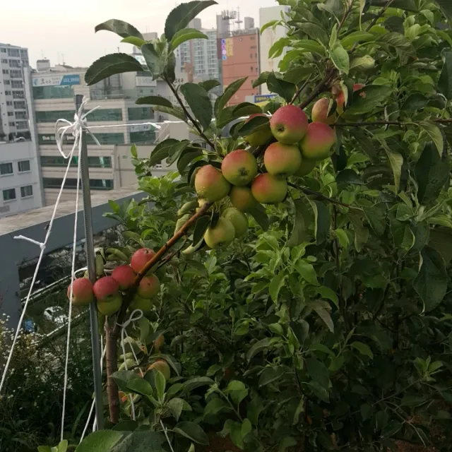 무뚜리