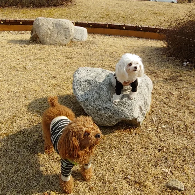 푸름산타