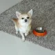 아르츄