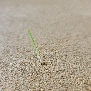 오즈