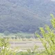 솔잎향
