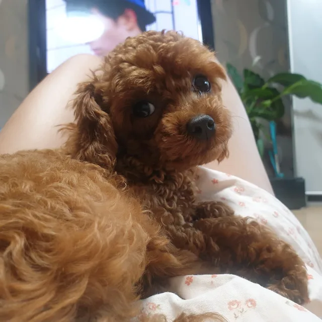 후애
