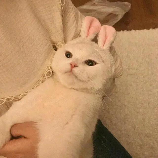 낑깡