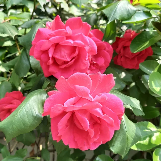 정만사랑