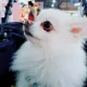 빼꼼이