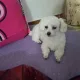 maxtoris