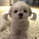 시온