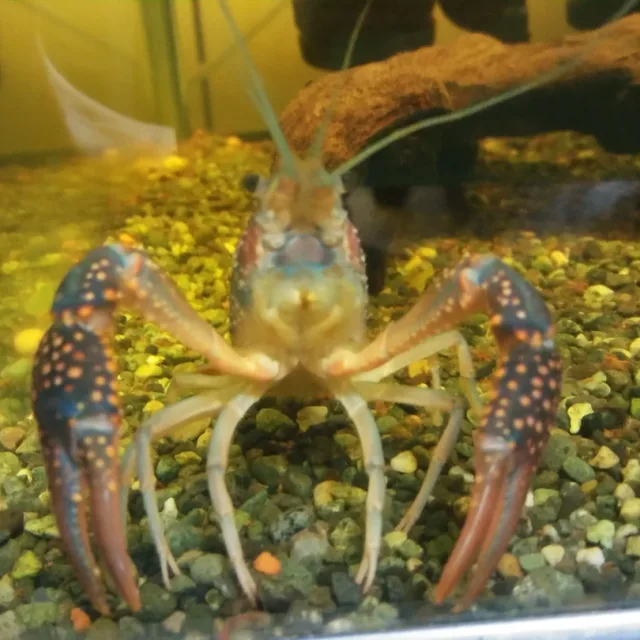 쏘군