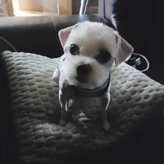 오공이
