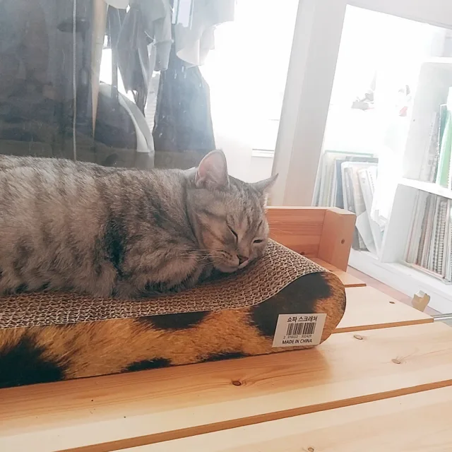 회색도깨비