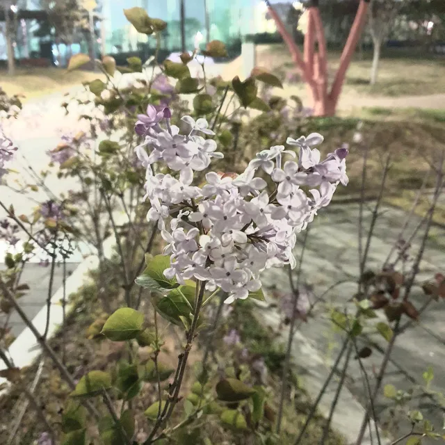라일락꽃향기