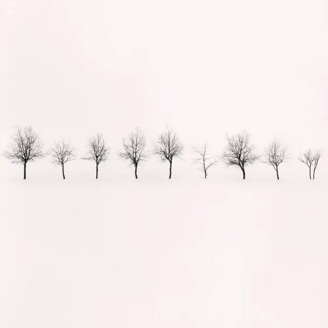ninetrees