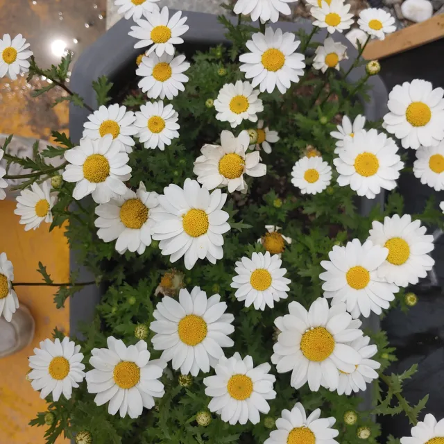 야생화2