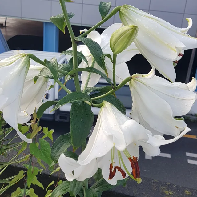 아들셋