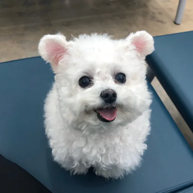 당근당근