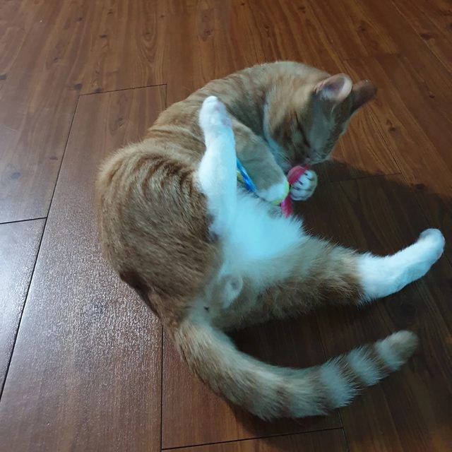 또백