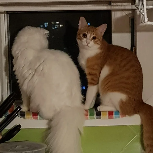마마묵