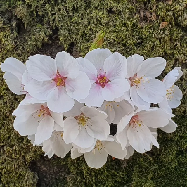 하츄핑