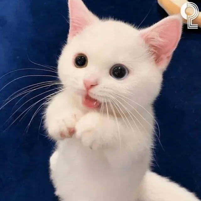 냥이