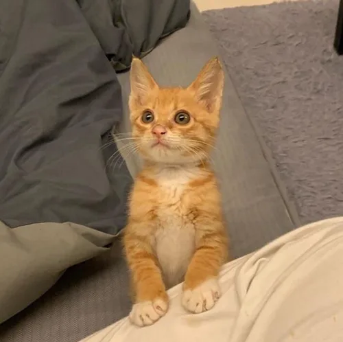 애옹